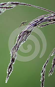 Mosquito (Culex pipiens) female rest on grass flower.