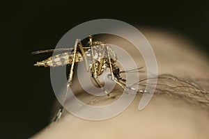 Mosquito Culex pipiens kompleks s of West Nile virus is biting