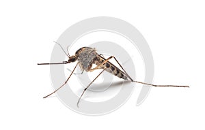 Mosquito (Culex pipiens) profile