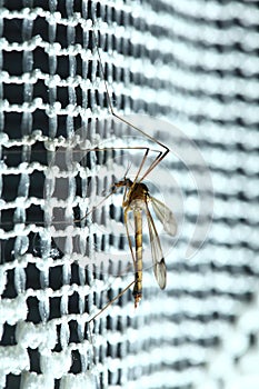 Mosquito (Culex pipiens) sitting
