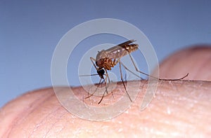 Mosquito, culex quinquefasciatus, Adult bitting Skin, Florida