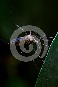 A mosquito Culicidae Sitting on a leave