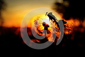 Mosquito on Dandelion Seed Heads Silhouette