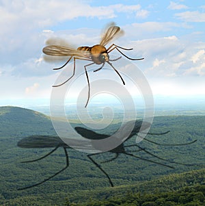 Mosquito Danger