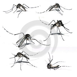 Mosquito of Dengue