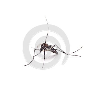 Mosquito of Dengue - Aedes Aegipty photo