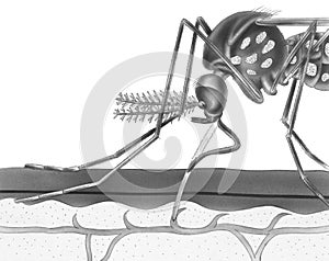 Mosquito - Drawing Blood From Skin