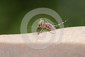 A mosquito drinks blood on its hand