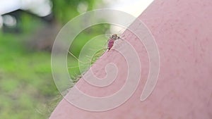 mosquito drinks blood from a person and flies away