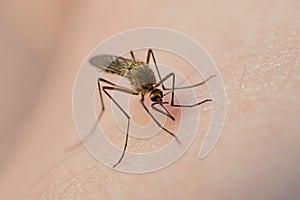 Mosquito eats blood on human skin. The concept of blood-sucking insects common in spring and summer.