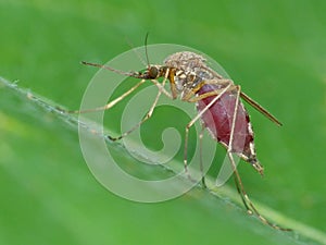 Mosquito Engorged with Blood