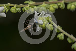 Mosquito feeding on flower nector photo