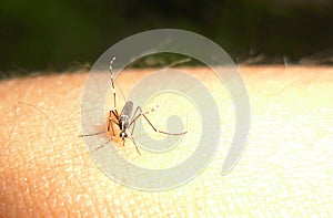 Mosquito feeding on a photographer