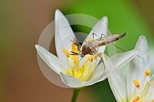 Mosquito feeding from a white wildflower.