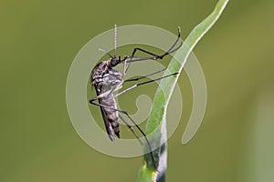 Mosquito female resting on the grass.