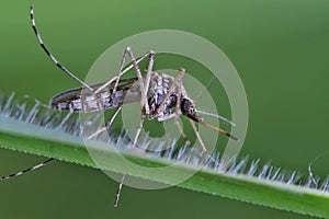 Mosquito female resting on the grass.