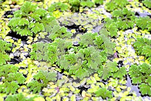 Mosquito fern and Common duckweed