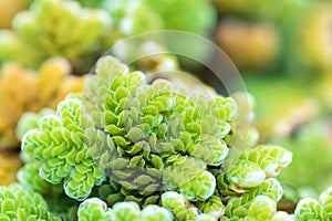 mosquito fern after rainy. Azolla pinnata is an aquatic plant in Family Salviniaceae