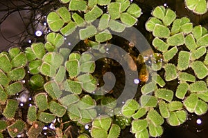 Mosquito ferngenus Azolla is species of aquatic ferns under the microscope.