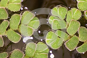 Mosquito ferngenus Azolla is species of aquatic ferns under the microscope.