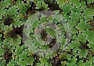 Mosquito ferns;aquatic ferns