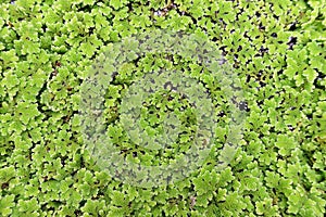 Mosquito ferns, an aquatic ferns in the family Salviniaceae, water weed