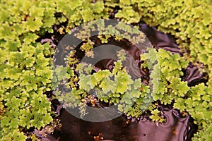 Mosquito ferns or water ferns