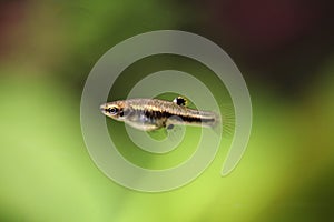 Mosquito fish (Heterandria formosa), also known as the least killifish.