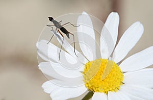 Mosquito on a flower