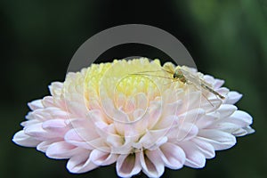 Mosquito on flower beautiful stock photo