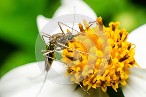 Mosquito on flower in the nature