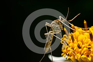 Mosquito on flower in the nature