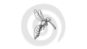 Mosquito Flying Cartoon 2D Animation