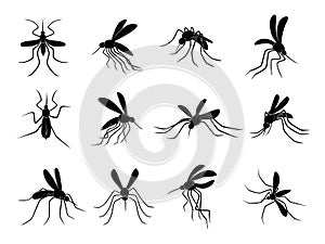 Mosquito. Flying insects carriers of viruses bloodsuckers vector drawn mosquitos