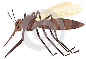 Mosquito flying on white background