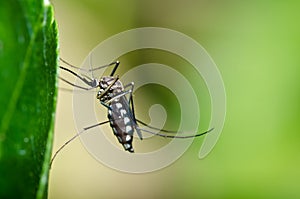 Mosquito in forest or in the garden is danger