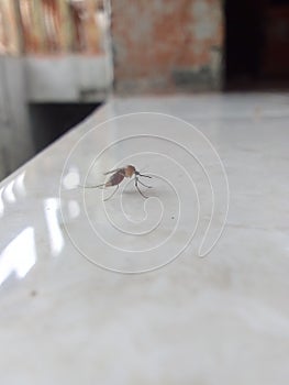 Mosquito fullfill of blood..