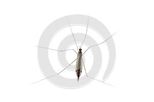 Mosquito gnat closeup isolated on white background