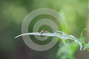 Mosquito, gnat sitting on leaf. Macro, close up phto of animal