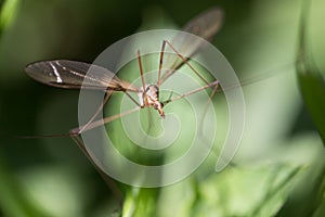 Mosquito in the grass outdoors. macro