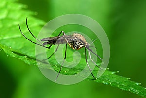 Mosquito on green leaf