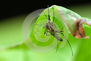 Mosquito on green leaf