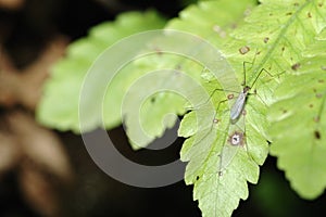 Mosquito and green leaf