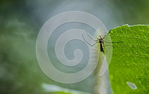 Mosquito on green leaf.