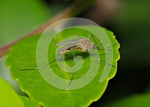 Mosquito on a green leaf during the night hours in Houston, TX.