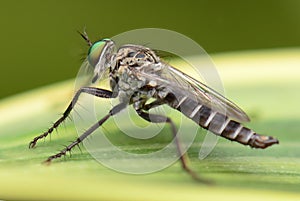 Mosquito on green leaf