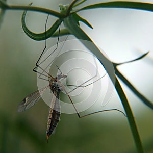 Mosquito hanging on a grass on blurred background