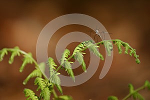 Mosquito hawk on fern