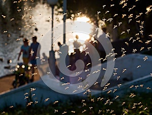 Mosquito horde attack on the families local park