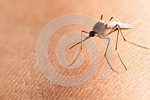 Mosquito on human hand